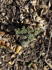 Eriophyllum confertiflorum