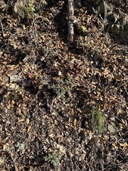 Eriophyllum confertiflorum