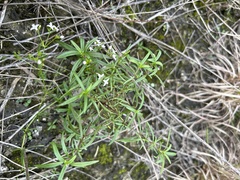 Stenaria nigricans