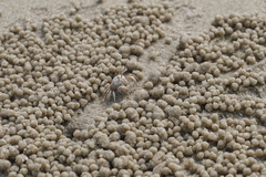 Dotilla wichmanni