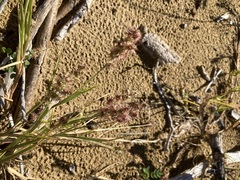 Cenchrus echinatus