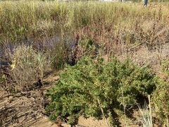 Limbarda crithmoides