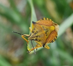 Carpocoris fuscispinus