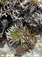 Celmisia laricifolia