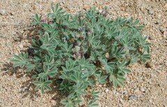 Lupinus concinnus concinnus