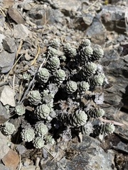 Leucogenes grandiceps