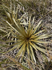 Celmisia armstrongii