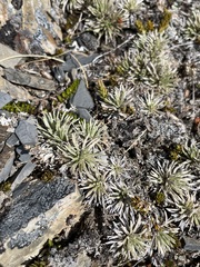 Celmisia sessiliflora