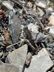 Catantopinae