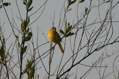 Pseudocolopteryx dinelliana