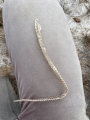 Masticophis flagellum