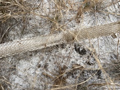 Masticophis flagellum