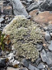 Veronica pulvinaris