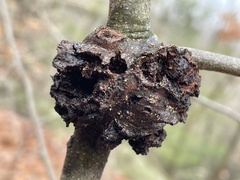 Callirhytis quercuspunctata