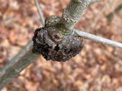 Callirhytis quercuspunctata