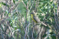 Pseudocolopteryx dinelliana