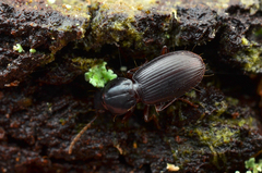 Pterostichus pumilus