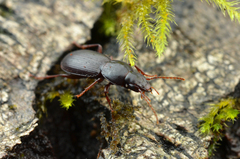 Pterostichus pumilus
