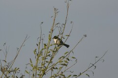 Microspingus melanoleucus