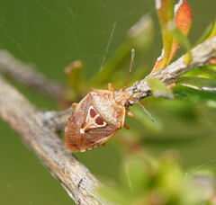 Eupolemus angularis