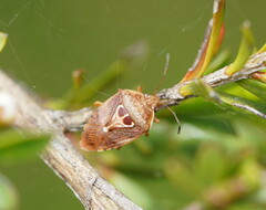 Eupolemus angularis