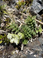 Aciphylleae