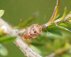 Eupolemus angularis