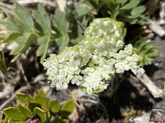 Aciphylleae