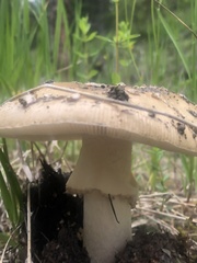 Amanita junquillea