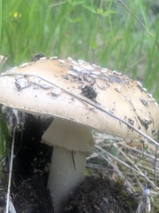 Amanita junquillea