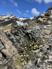 Leptinella pyrethrifolia