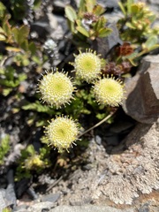 Leptinella pyrethrifolia