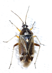 Harpocera thoracica
