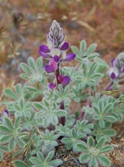 Lupinus concinnus concinnus