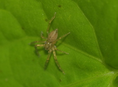 Thelcticopis