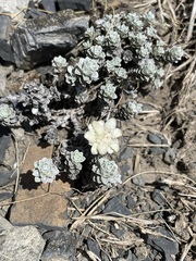 Leucogenes grandiceps