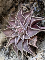 Graptopetalum