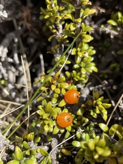 Coprosma fowerakeri
