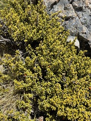 Coprosma fowerakeri