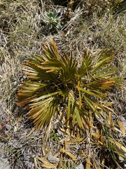 Aciphylla similis