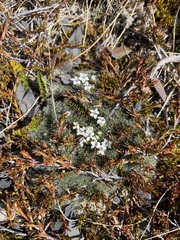 Veronica pulvinaris