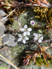 Veronica pulvinaris