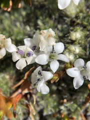 Veronica pulvinaris