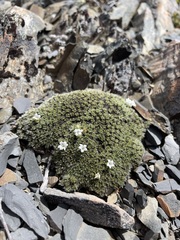 Veronica pulvinaris