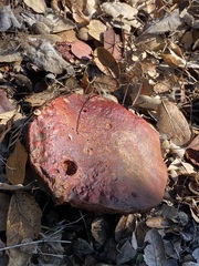 Leccinum manzanitae