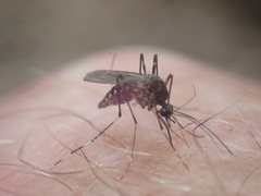 Aedes alboannulatus