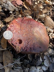 Leccinum manzanitae