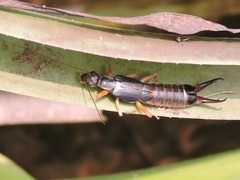 Forcipula
