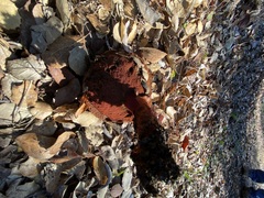 Leccinum manzanitae