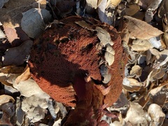 Leccinum manzanitae